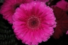 Abril