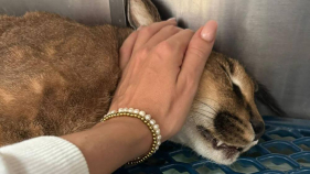 Ajuda alimentar c&atilde;es lamenta morte de Lince e divulga v&iacute;deo