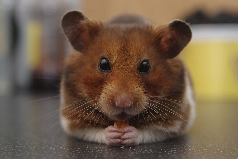 Fuga de 132 hamsters deixa avião em terra