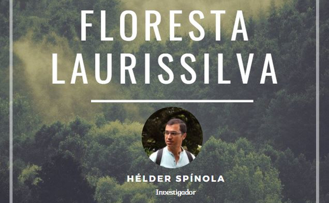 Dicas do Ambiente - Floresta Laurissilva