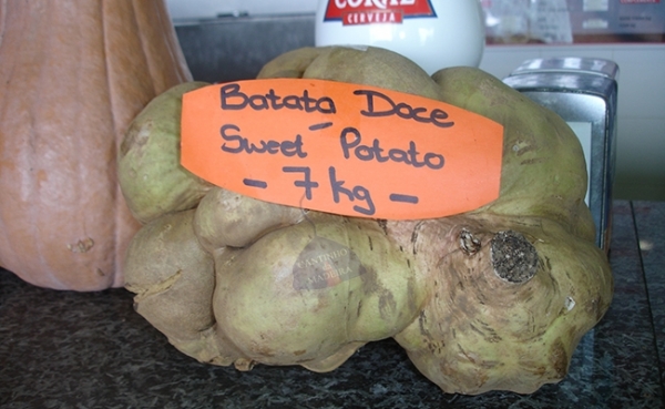Batata Doce Gigante