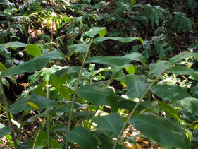 Ge&oacute;grafo Raimundo Quintal teme desclassifica&ccedil;&atilde;o da Floresta Laurissilva