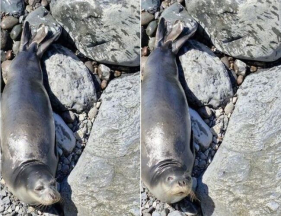 Lobo Marinho na Praia Formosa