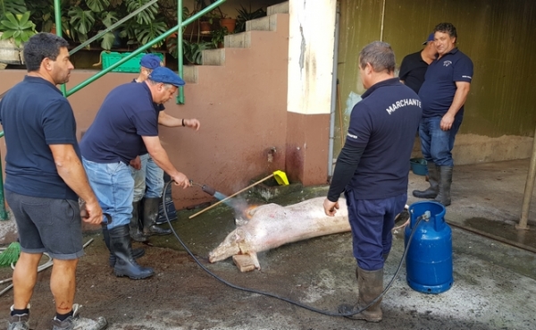Dias da Festa - Fun&ccedil;&atilde;o do porco