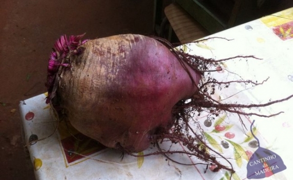 Beterraba gigante