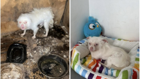 C&atilde;o resgatado de uma vida de sofrimento. Veja o v&iacute;deo partilhado pela Ajuda Alimentar C&atilde;es.