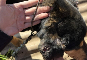 Ajuda Alimentar C&atilde;es encontra c&atilde;es em condi&ccedil;&otilde;es prec&aacute;rias