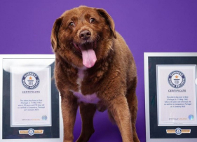 Morreu Bobi, o c&atilde;o mais velho do mundo. Era portugu&ecirc;s.