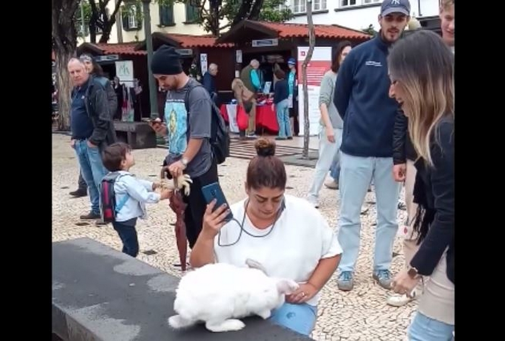Coelho gigante faz furor na Avenida Arriaga (vídeo)