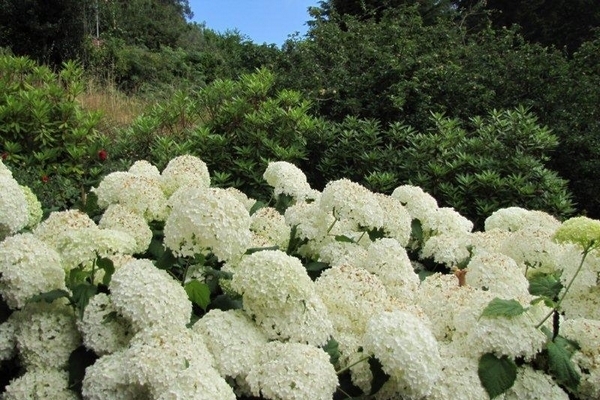Hort&ecirc;nsias