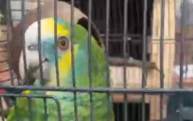 Papagaio fugiu na zona da Boa Nova