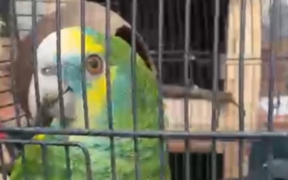 Papagaio fugiu na zona da Boa Nova