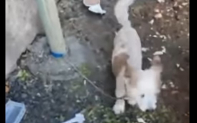 Associa&ccedil;&atilde;o encontra c&atilde;o amarrado a poste (v&iacute;deo)