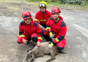 Bombeiros resgatam carneiro