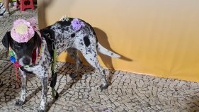 A "Fifi" engalanou-se para a Festa da Flor