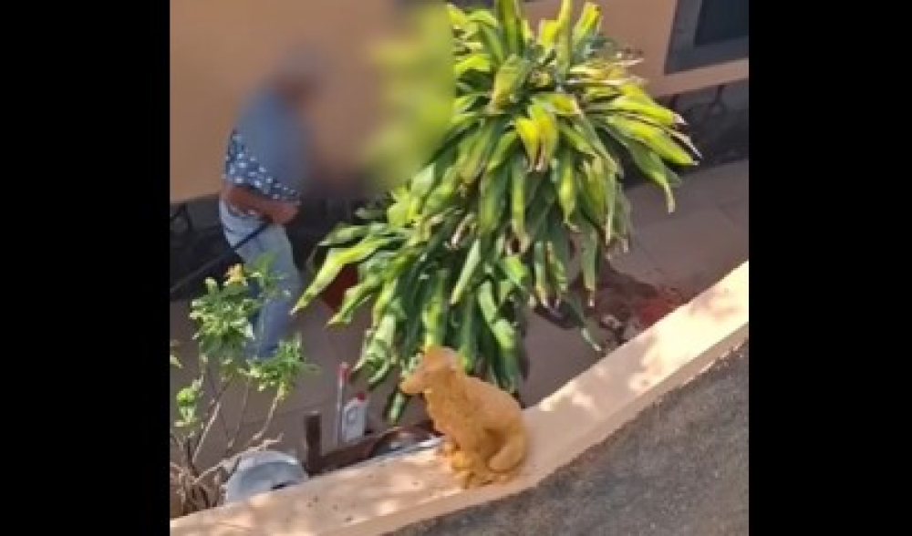 Madeira em choque com agressão violenta a labrador, no Caniçal (com vídeo)