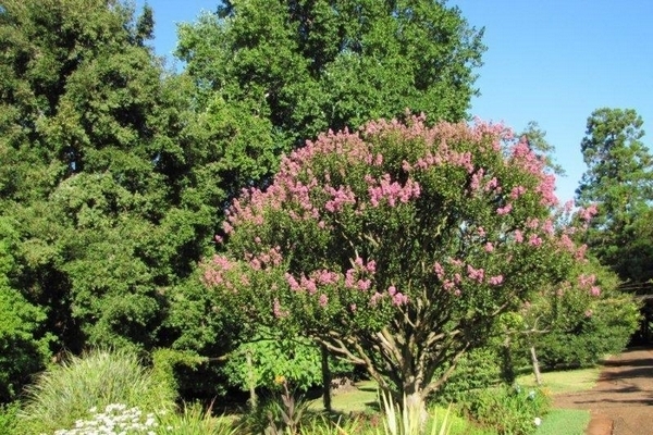 Flor de Merenda