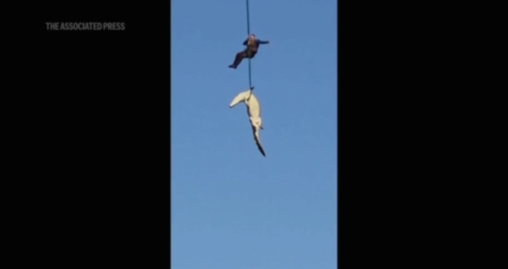 Empresário madeirense desaparecido na África do Sul poderá estar dentro de crocodilo (com vídeo)