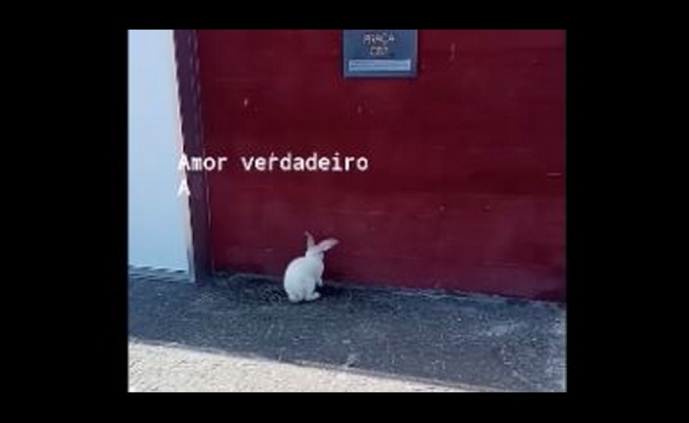 Coelho gigante foi à Praça CR7. Veja o vídeo.
