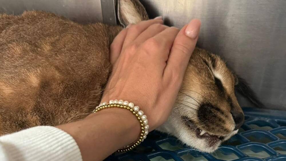 Morreu o Lince do Deserto