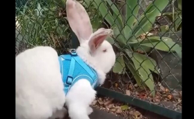 Coelho gigante foi passear ao Jardim Municipal. Espreite o v&iacute;deo.