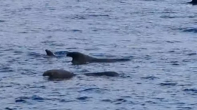Imagens impressionantes de baleias-piloto nos mares da Madeira (com v&iacute;deo)