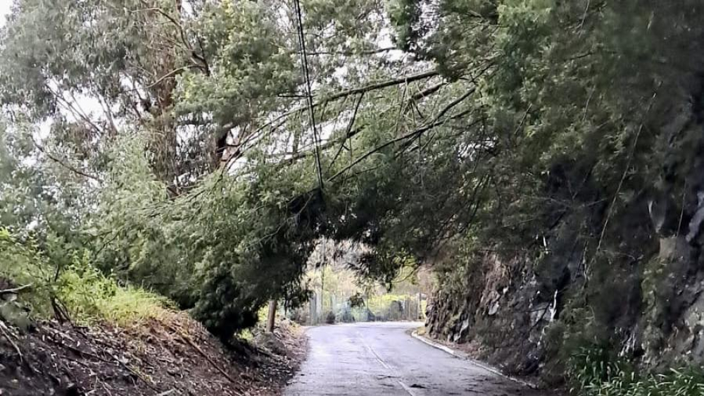 Queda de árvore em cima de cabos elétricos na Ponta do Sol