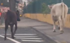 Vacas em passeio de domingo