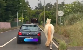 Cavalo com trela presa a um carro (com v&iacute;deo)