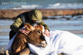 Vacas "arrastadas" para o mar em Grouville, Jersey (com v&iacute;deo)