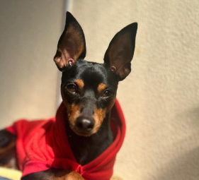 C&atilde;o desaparecido em Santo Ant&oacute;nio
