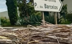 Cana-de-a&ccedil;&uacute;car na via r&aacute;pida