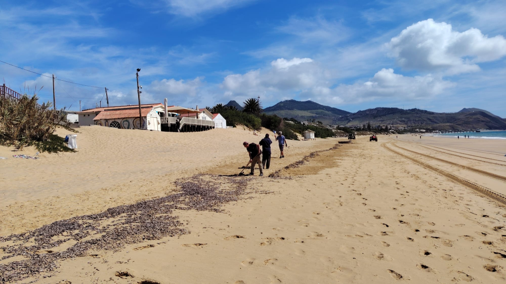 Praia do Porto Santo está a ser limpa após “invasão” de veleiros no areal (com vídeo)