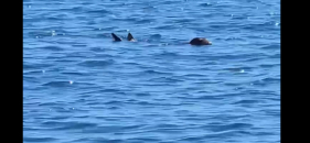 Lobo Marinho "passeia" em C&acirc;mara de Lobos (com v&iacute;deo)