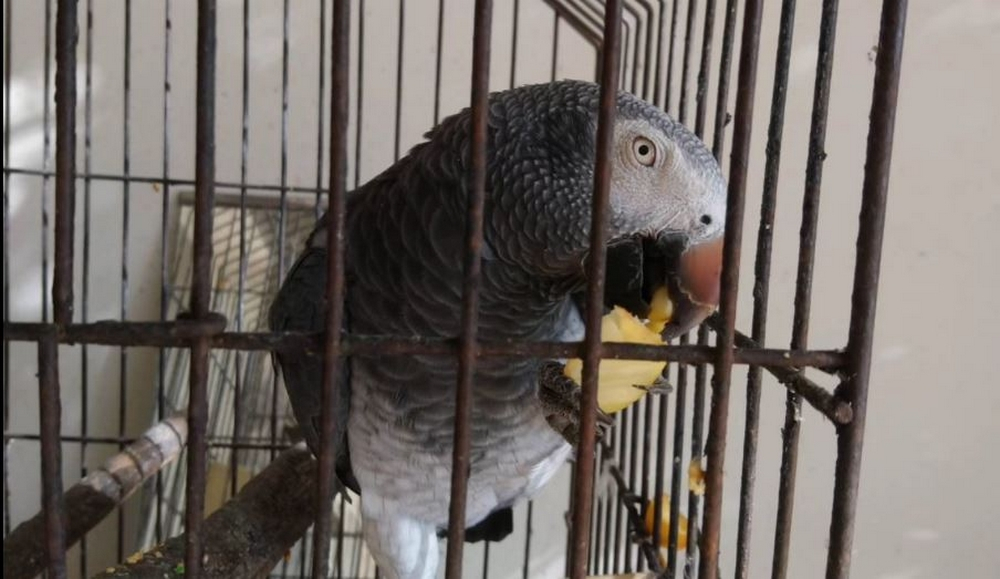 Papagaio desaparecido na zona de São Roque