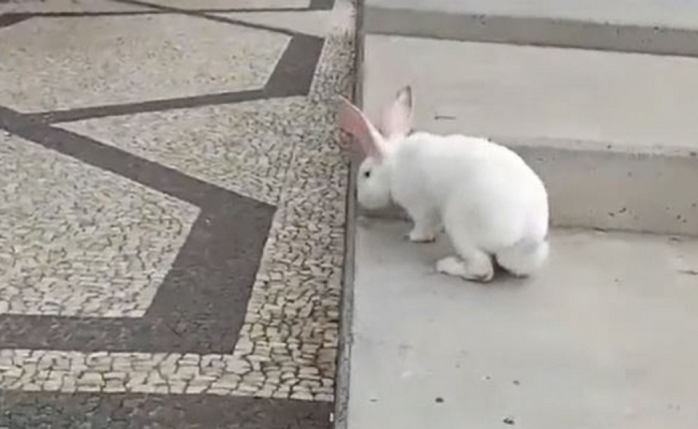 Coelho gigante saltita na Avenida e chama a atenção de quem passa (vídeo)