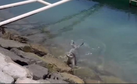 Lobo Marinho "visitou" a Marina da Calheta. Veja o v&iacute;deo de Bernardo Faria.