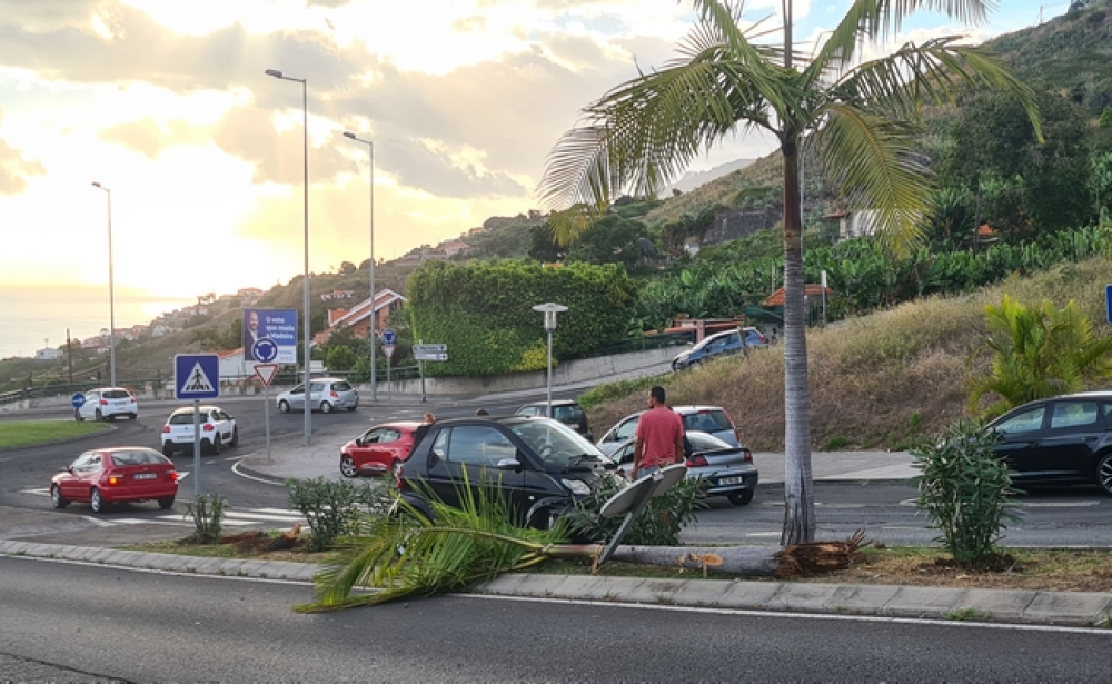 Condutor alterado derruba palmeira. Veja o momento.