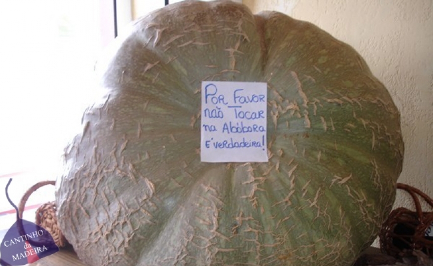 Abóbora gigante!