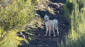 C&atilde;o abandonado no Fanal