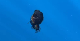 Peixe-diabo foi visto pela primeira vez na Madeira (com v&iacute;deo)