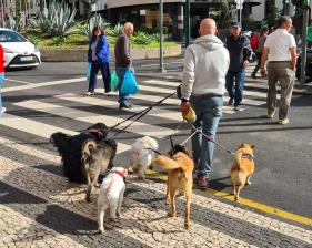 Dia de passear os c&atilde;es no Funchal (v&iacute;deo)