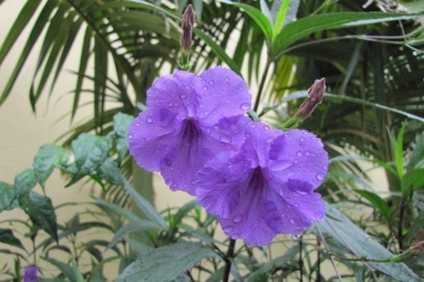 Petúnia mexicana