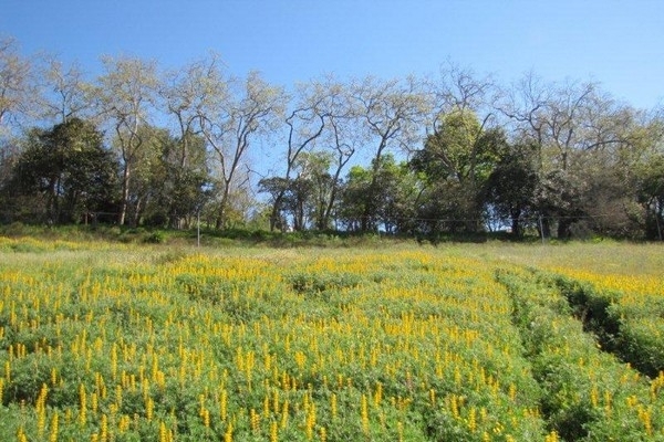 Tremoceiro Amarelo