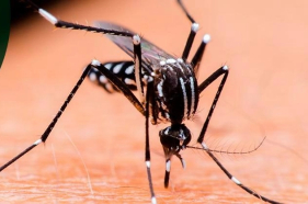 Detetada dengue em mosquito  Aedes Aegypti no Funchal