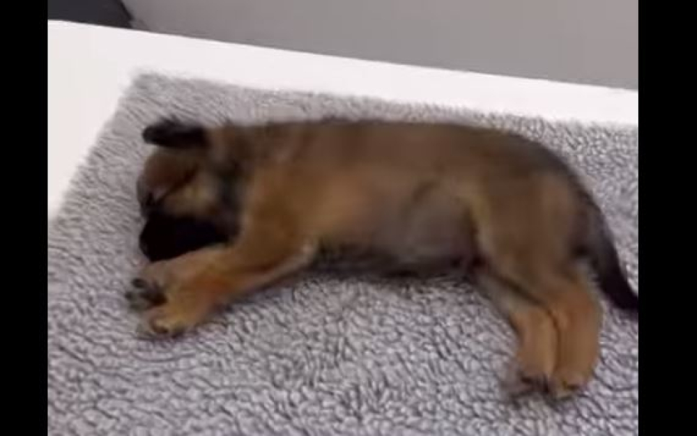 Associação resgata cão sob efeito de droga.