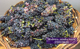 Madeira, minha terra - Vindimas