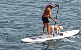 O que faz uma ovelha no mar? Ser&aacute; que sabe nadar?
