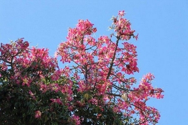 Suma&uacute;ma